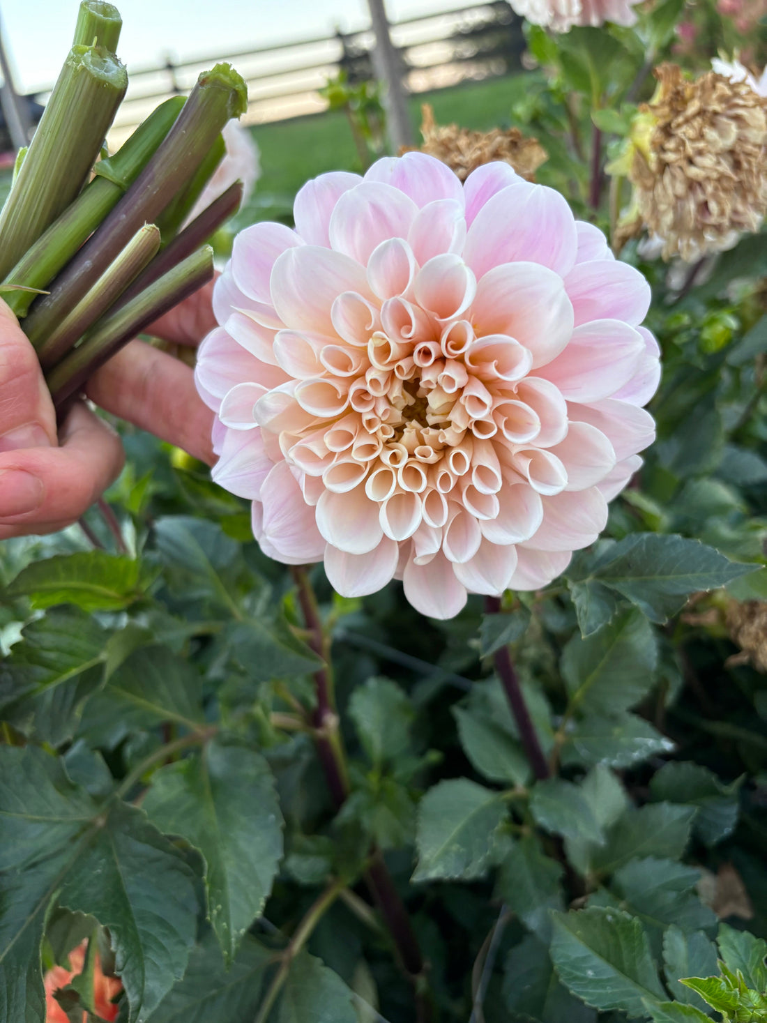 The Benefits of Growing Dahlias from Cuttings